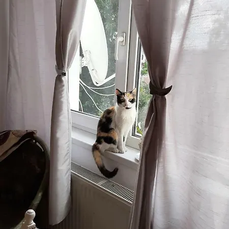 Piccola Italia Casa Racovita Πανσιόν Κλουζ-Ναπόκα