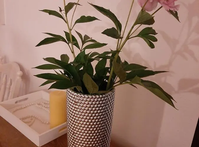 Piccola Italia Casa Racovita Pensión Cluj-Napoca