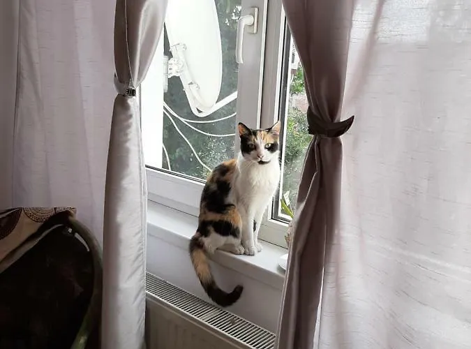 Piccola Italia Casa Racovita Pensión Cluj-Napoca